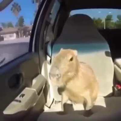 This is A frickin bop (no way its little m- [post deleted because cringe])