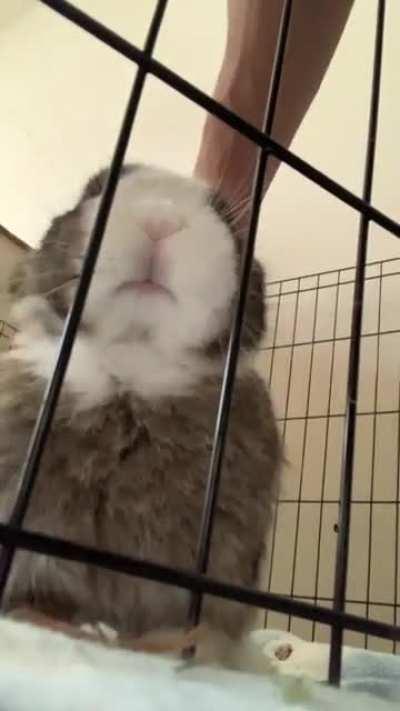 Best angles for bunnies