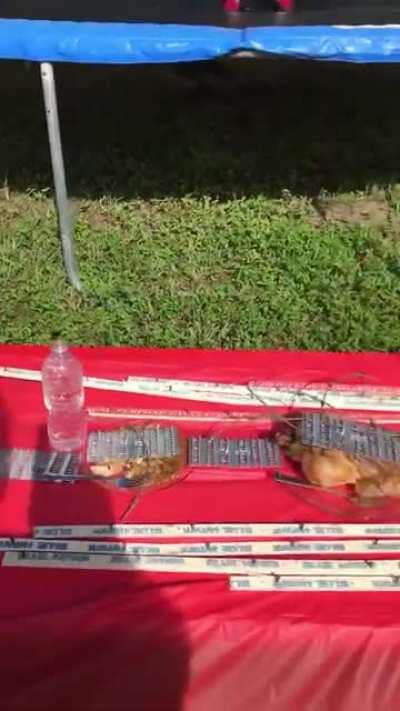 H2H jumping on a table.