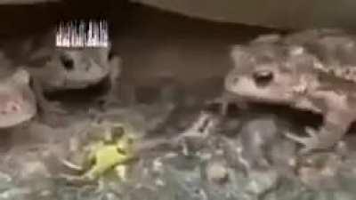 I know this is pretty bad quality, but can anyone tell me what kind of caterpillar this is and why the toads are reacting that way? Thanks