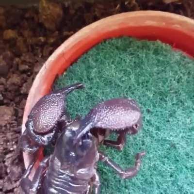 🔥 Scorpion cleaning its own claws