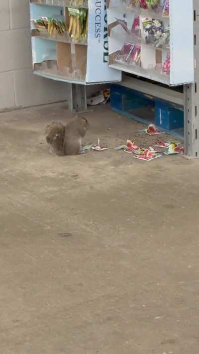 Watermelon is clearly his favorite!