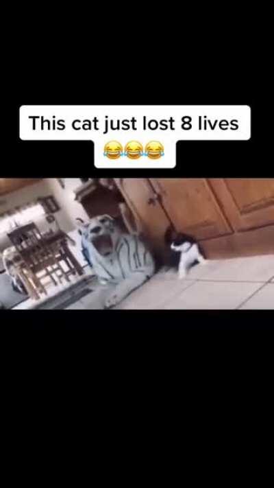 Poor kitty