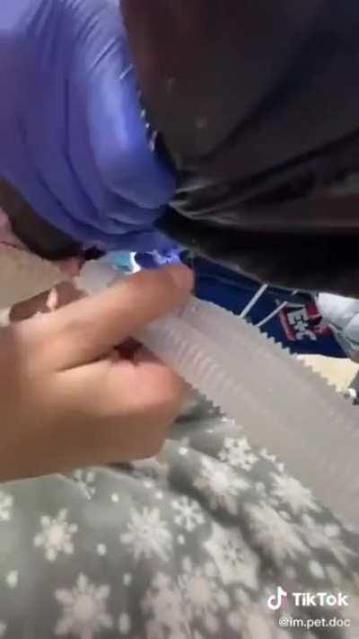 What's inside this snake is insane!