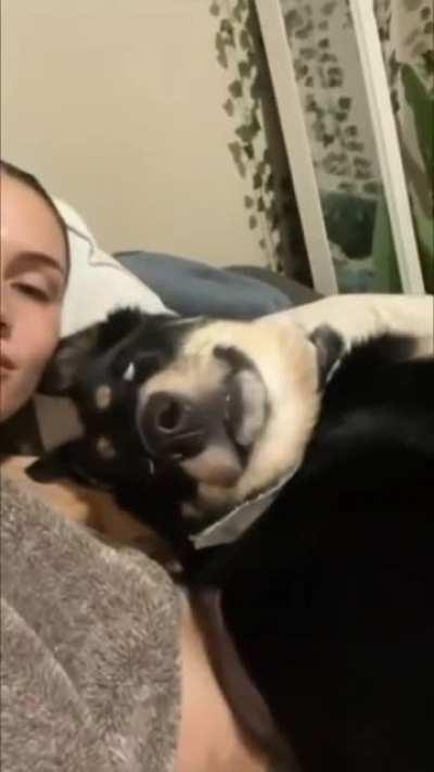 doggo smiles after getting kissed