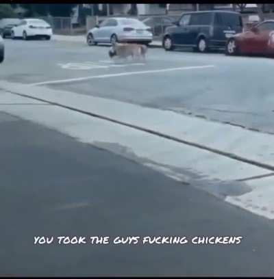 The goddamn chickens!