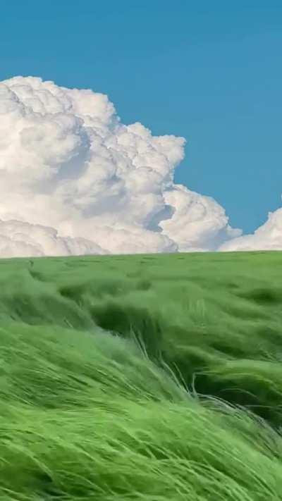 🔥 A field of grass on a windy day