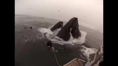 Feeding Humpback whales almost eat divers