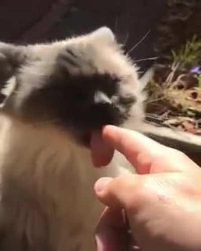 I love you.... I hate you (volume on)