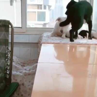 Momma was exhausted from taking care of the pups so dad went to get her a snack.