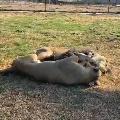 Comforting the mistress after her long day at work