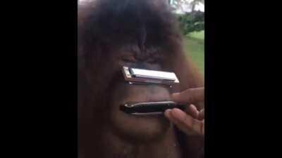 play that harmonica intro