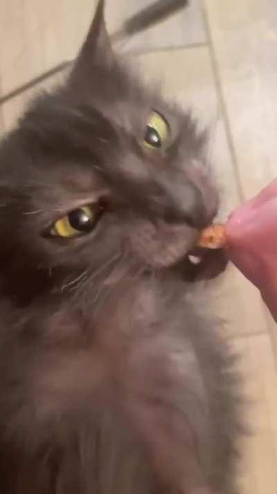 This cat looks like it would enjoy a Tim Burton film