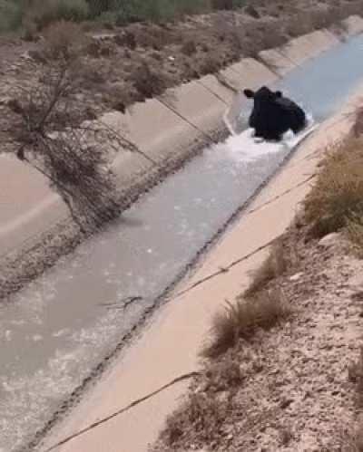 Cow enjoying best day ever