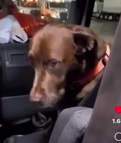 Owner consoles sad dog after dog throws up in the car.
