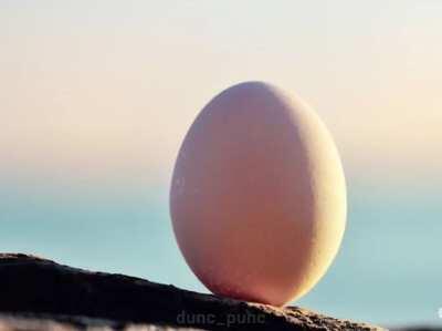egg