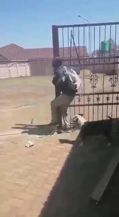 The harsh treatment of a looter in South Africa. NSFW