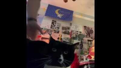 Looped for your pleasure