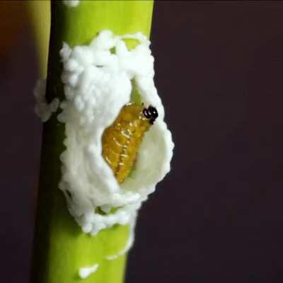 This caterpillar 3D-printing itself a nest.