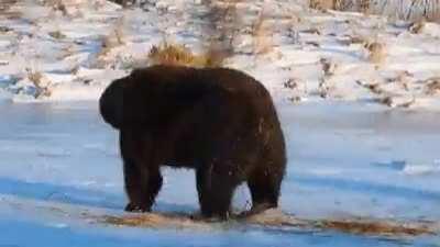 🔥 A bear having the time of his life