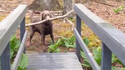 Dog thinks through a problem