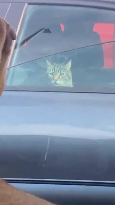 A strategic retreat into the cat dimension