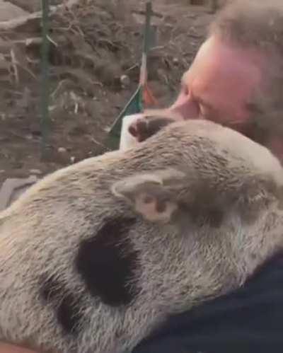 Come back tomorrow. Today is pig hugging day
