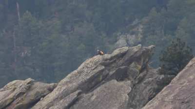 I saw a girl on a rock taking a selfie...so I photobombed it.