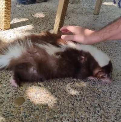 What is this Animal? 