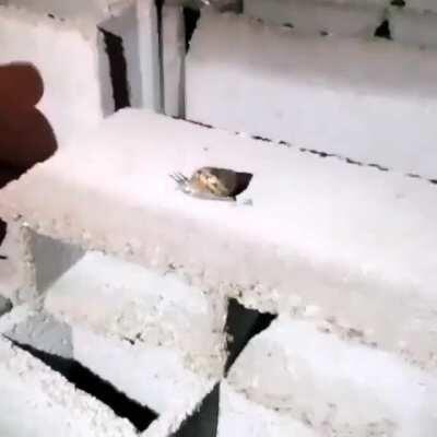 Por la chucha se me olvido subirlo el martes para salir en el memes con la mano izquierda (mclmi)