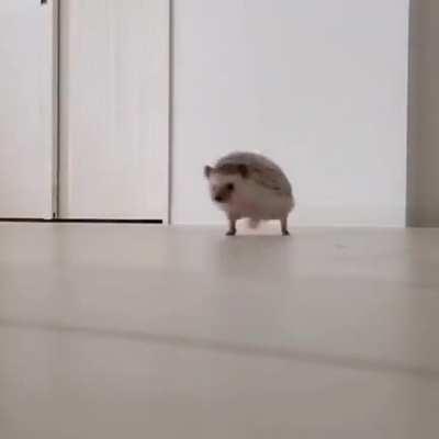 smol hedgehog 🦔