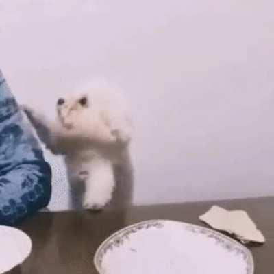 Dog begging for food