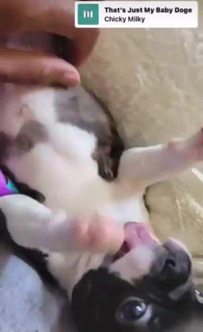 Loving me some scritches from Daddy KIMO 💙 #7weekspapabear