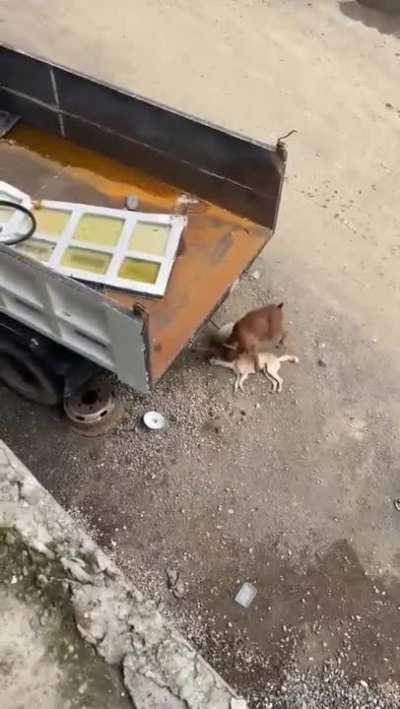 This dog needs Oscar