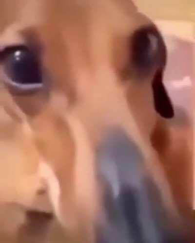 Too much cheese bro!