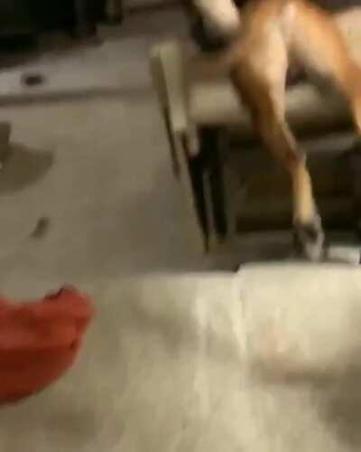 The aftermath of a pupper who still thought he was a lap dog