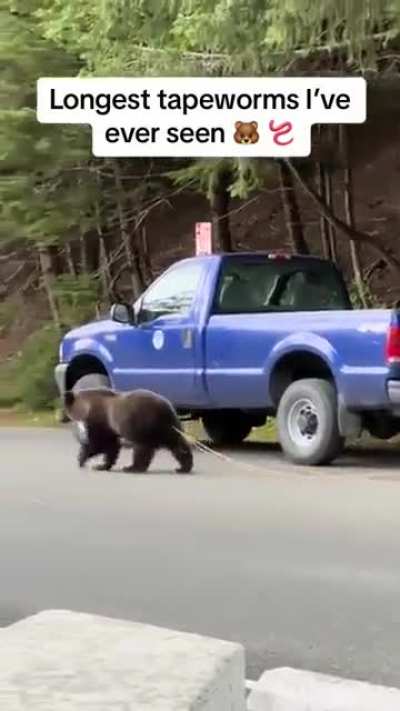 Alaskan bear expelling the Diphyllobothrium tapeworm which can grow over 30 feet in length inside the host