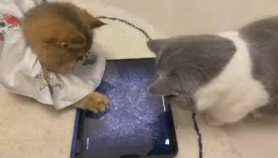 [WARNING: DISTURBING FOOTAGE] 😭 These poor animals 😭 What has this world come to? 😢 😭