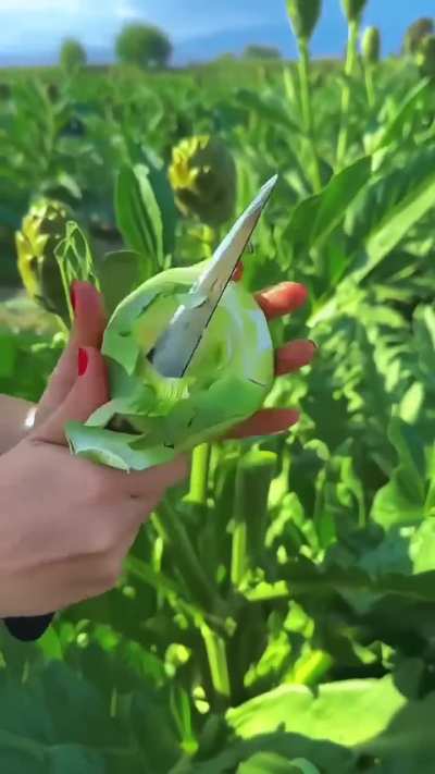 Trimming an artichoke down to its heart