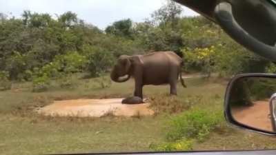 🔥 Mama Elephant stomps her feet to remove Crocodile from watering hole to protect her calf.