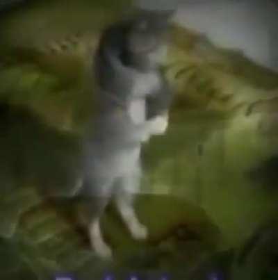 🤬🤬🤬They gonna kiss before marriage 🤢🤢🤢🤮🤮🤮😡😡😡😡