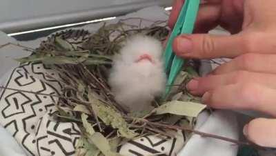 A Living Muppet, a bizarre Tawny Frogmouth hatchling being fed by its caretakers.