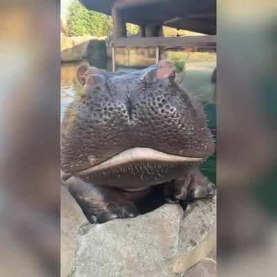 Fobbiden boop complete