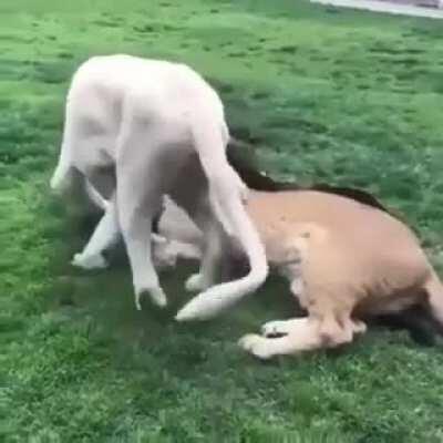 Big cats are just big cats