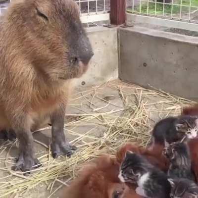 Pet the Damn Everyone