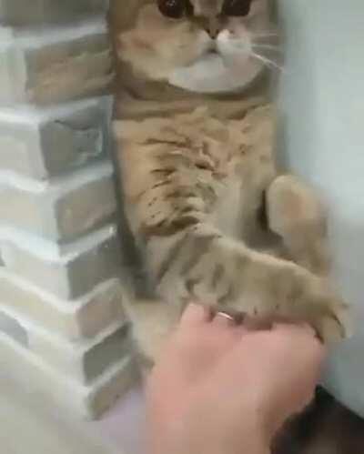 His Cat-fu is strong, but not strong enough.