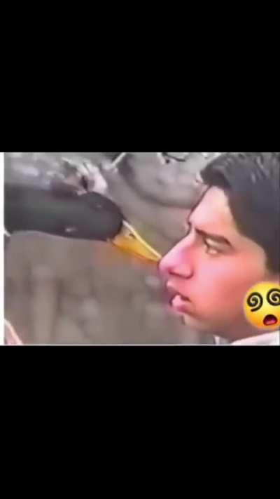 Trying to hypnotize the duck