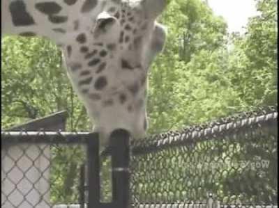 Romo whenever Josh Allen is playing