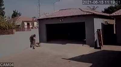 Good guys doggo teaching burglar an important life lesson.