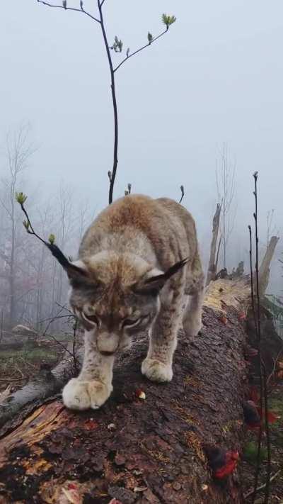 Closeup with a wild lynx